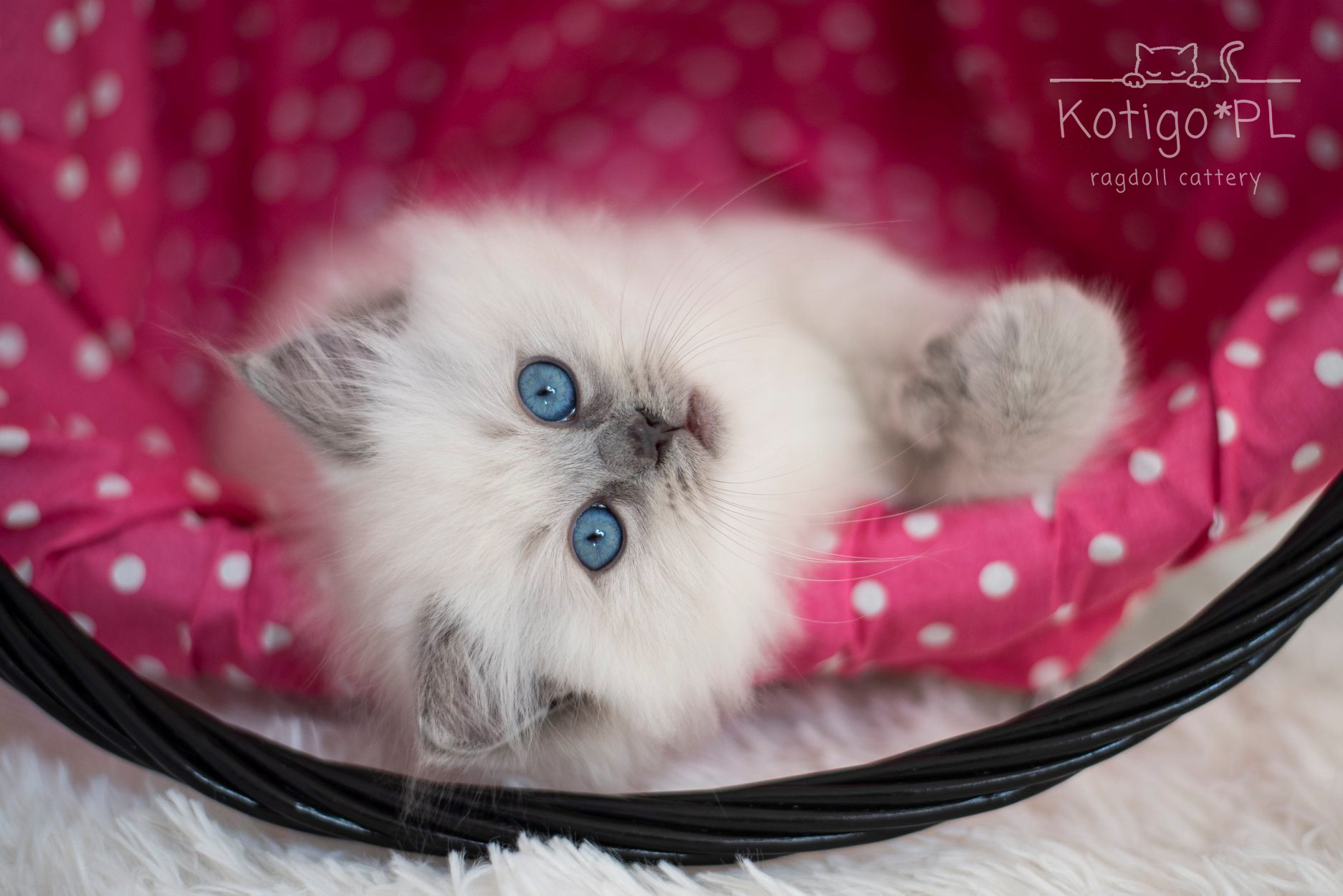 104606320_2465884787035528_2367367441739443692_n