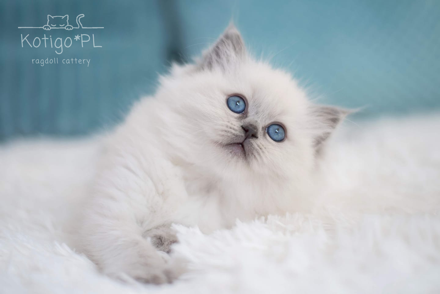 106020481_2474851992805474_1097121287698299612_n